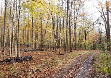 Dirt Road through a Forest during the Fall