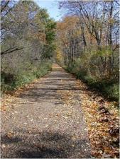 Narrow unpaved road littered with leaves and covered by a canopy of trees