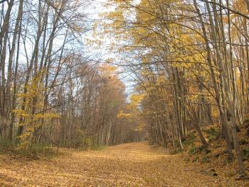 Road covered with yellow and brown leaves with a canopy of trees on top