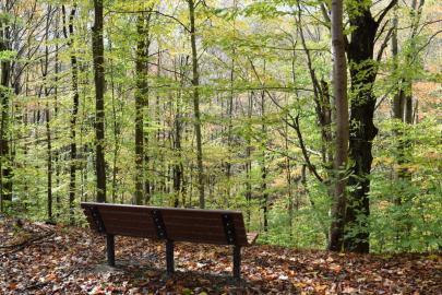 Shaw woods bench