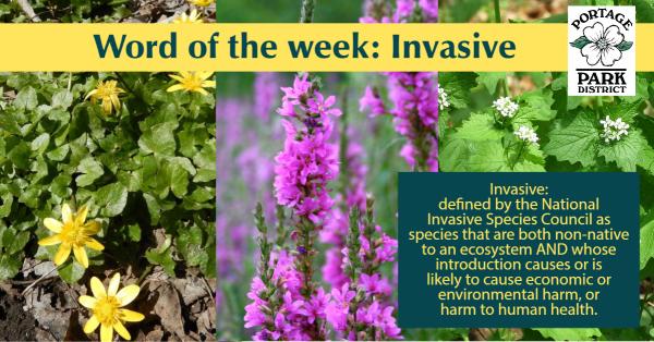 word of the week invasive