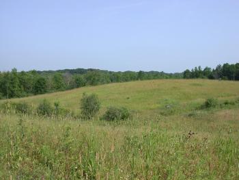 Large Field with Tall Grass surrounded by a Forest