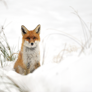 Red Fox sitting in snow