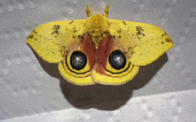 Io Moth, photo Joe DeFuria