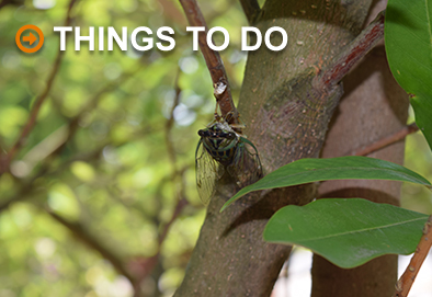 Things to Do