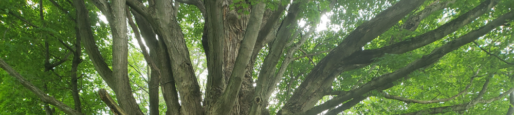 large maple tree branches