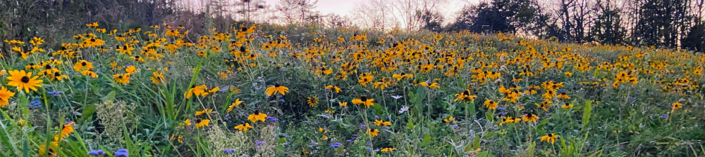 field of colorful flowers dominated by yellow rudbeckia