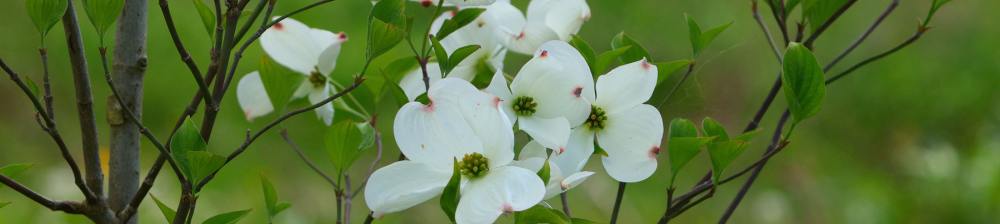 white flowering dogwood tree flowers