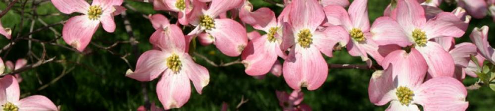 Pink and white Flowers Called Dogswood  