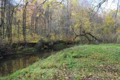Stream Winding Through the Forest