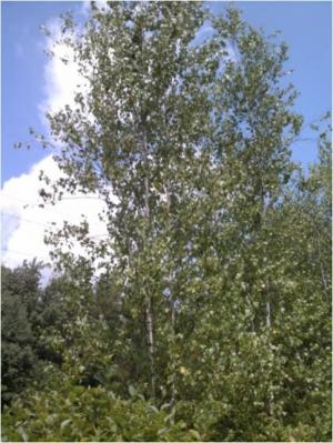 Gray Birch Bog Preserve Brush