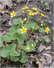 Marsh Marigold Flowers