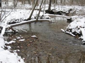 River in a Forest During the Winter