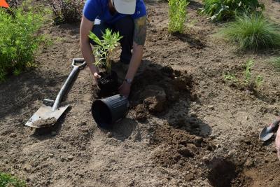 woman in hat and blue tshirt, planting in pollinator garden with shovel laying next to her