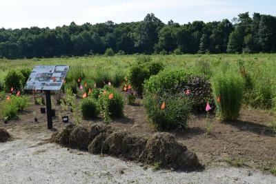 view of morgan pollinator garden, bright small flags are in the ground among the plants