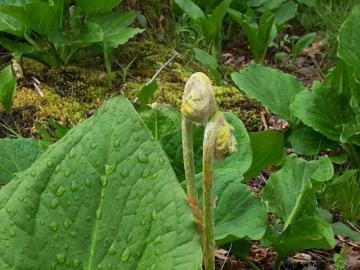 Shaw woods fiddle heads