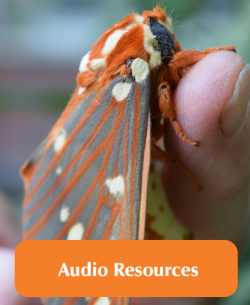 Audio resources
