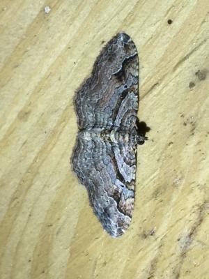 Bent-Line carpet moth, photo Joe DeFuria