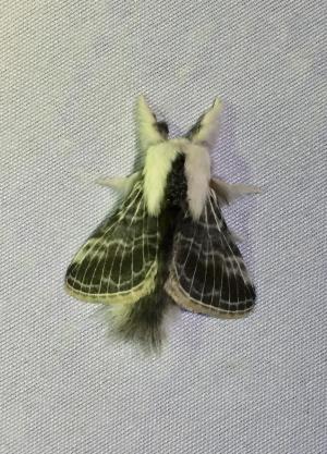 photo of large Tolype Moth