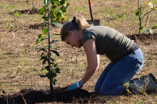 women kneeling planting a tree in a field