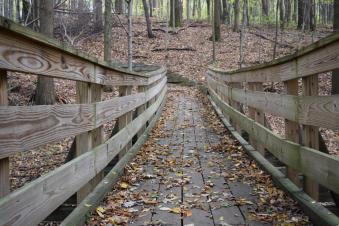 Towner's Woods