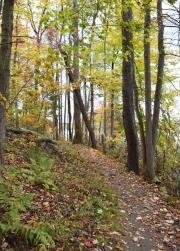 Towner's Woods