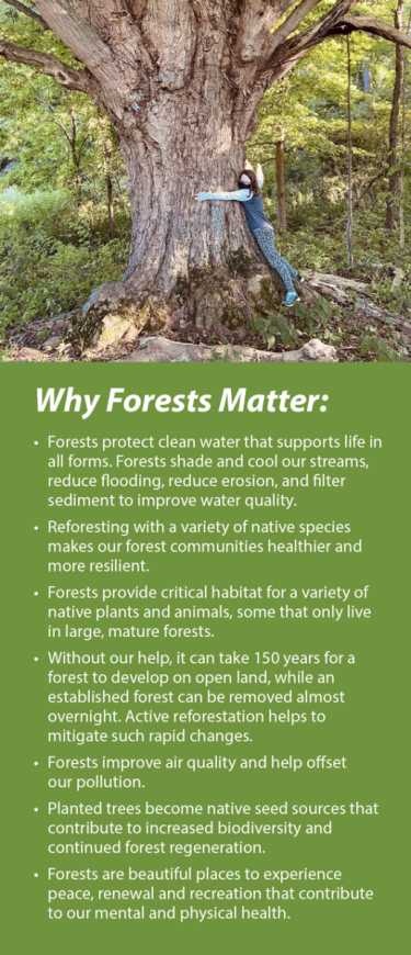 Why forests matter, click to download brochure