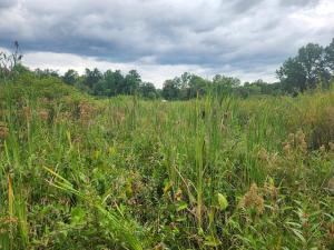 Crystal lake green forbs