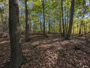 Crystal lake wooded
