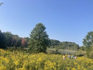 goldenrod