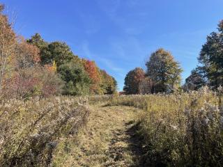 trail through meadow