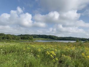 Portage Meadows Preserve yellow flowers in foreground and lake behind