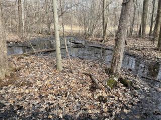 vernal pool in woods with fall leaves on the ground