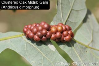 oak call