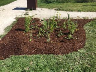 Newly planted rain garden with young, green plants and brown mulch.