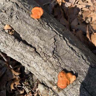 fallen log with orange fungus