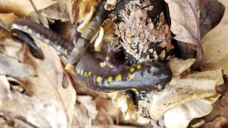 Spotted Salamander in leaf litter 