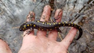 spotted salamander in hand 