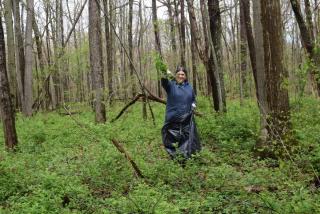 woman in navy jacket stands in win woods holding a black plastic bag and a handful of green garlic mustard plants
