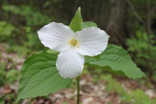 Close up of the white, three-pedaled bloom of white trillium. Three green leaves surround the bloom.