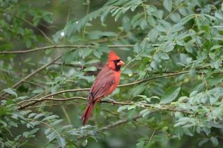 Bright red male Northern Cardinal perched on a green shrub.
