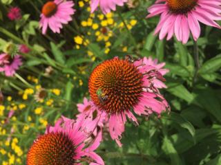 A pollen laden green striped solitary bee on top of a purple coneflower bloom. Yellow flowers in background.