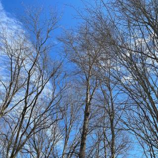 Soothing blue sky through the tree tops