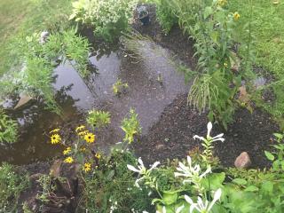 rain garden filled with water and flowering plants