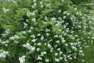 Multiflora rose bush covered in white blooms
