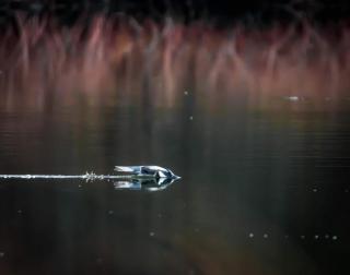 Kingfisher skimming beak across the glassy surface of Trail Lake.