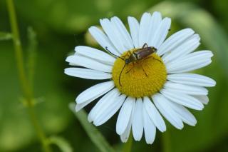 A leatherback beetle sits on the yellow center of a white daisy 
