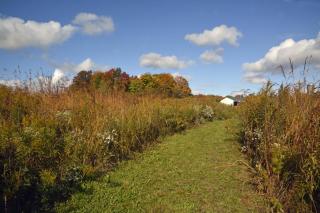 grassy path along fall foliage with fluffy clouds in blue sky