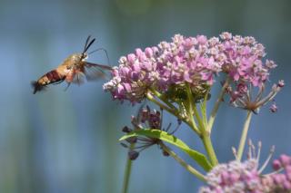 Clearwing moth nectaring on pink swamp milkweed bloom