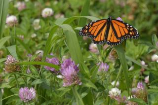 Black and orange male monarch butterfly perched on purple clover with green leaves. White flowers in background.